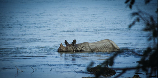 A rhinoceros standing in calm water, symbolizing strength and protection, aligning with the theme of shielding against negativity.